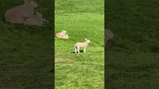 Journey Through Sheep Farms🤍🤍 [upl. by Eniawtna668]