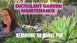 Removing an agave pup 🌵 Cactus patch maintenance [upl. by Nnasor927]