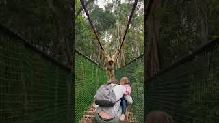 Gibbon swings over family while crossing a bridge [upl. by Bollinger451]