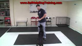 How to Train a Dog to Take Treats Nicely  K91com [upl. by Olegna]