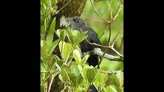 BlackBellied Malkoha calling mate [upl. by Linden]