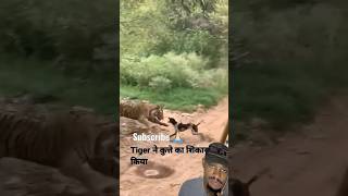 Tiger killed dog at zone 2 Ranthambore National Park 🤯 shorts animals tiger dog [upl. by Noemis]