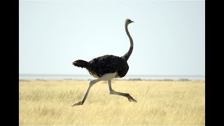 Ostrich Sounds Effect [upl. by Pavkovic189]