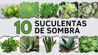 10 Suculentas de SOMBRA ⛅ [upl. by Nylireg183]