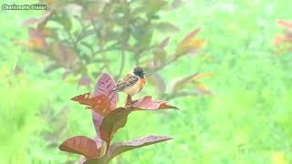 Siberian stonechat  Asian stonechat Saxicola maurus  oriental stonechat  common stonechat [upl. by Dewhurst]