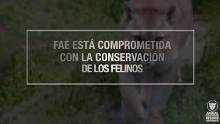 FAE está comprometida con los grandes felinos 🐾🌍 [upl. by Cheadle]