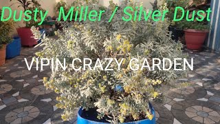 How to grow silver millar plant Silver dust plant I Silver plant care and tips Dusty millar plant [upl. by Kaete]