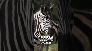 10 Mind Blowing Facts About Zebras You Didn’t Know [upl. by Eoz445]