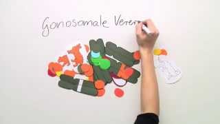 Gonosomaler Erbgang Biologie  Biologie  Genetik [upl. by Haeel]