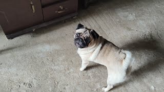 Pug dog barking loudly 🐶 🐾  dog barking sound  dog barking angry  angry dogs [upl. by Janos]