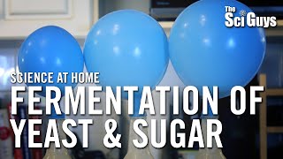 Fermentation of Yeast amp Sugar  The Sci Guys Science at Home [upl. by Aicemed210]