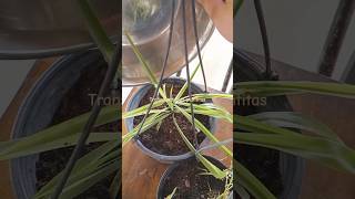 Cambiando de macetas plantas gardenplants jardin [upl. by Michelina]