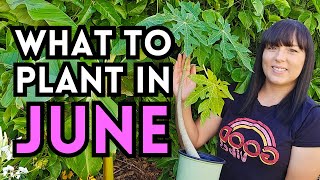 Everything You Can Plant Right NOW In JUNE For A Summer Garden Harvest  Heat Tolerant Summer Garden [upl. by Tallbott]