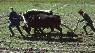 Ploughing with an Iron Age plow Lejre Land of Legends Denmark [upl. by Iny]