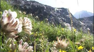 Randonnées dans les Alpes du Nord  Documentaire nature [upl. by Ashelman577]