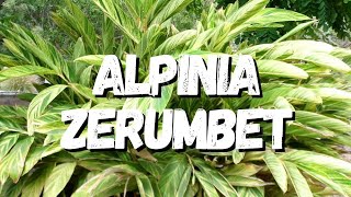 Alpinia Zerumbet Um Guia Completo Desta Planta [upl. by Gaddi]