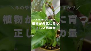 【水やりの正解】水やり1回あたりの水の量、正解が見つかりました。 観葉植物 観葉植物インテリア 観葉植物のある暮らし 観葉植物初心者 水やり 観葉植物育て方 観葉植物の育て方 [upl. by Debra]