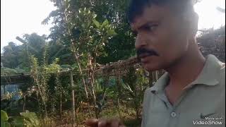 my vlogs bokakhat Panbari [upl. by Alad270]