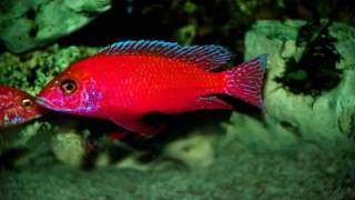 Firefish Coral Red Aulonacara Cichlid Ciklet Aras World [upl. by Teyut]