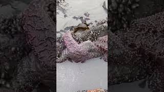 Beautiful Rialto Beach Tide Pool Creatures Holeinthewall Washington Shorts [upl. by Neema]