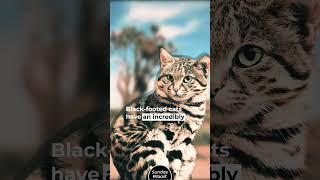 The Blackfooted Cat Deadliest Cat in The World [upl. by Htebazileharas]