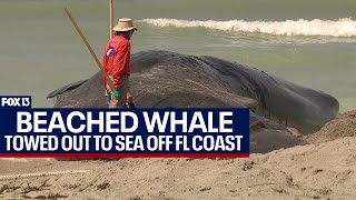 Beached whale carcass towed out to sea [upl. by Shaw]