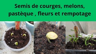 Semis de courges melons pastèque  fleurs et rempotage [upl. by Enymzaj]