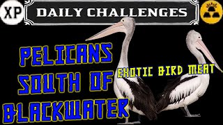 RDR2 Pelican Location Exotic Bird Meat Red Dead Online [upl. by Enimaj]