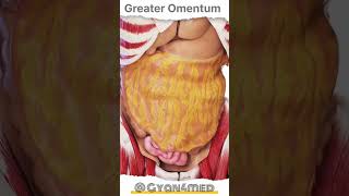 Greater Omentum [upl. by Polivy54]