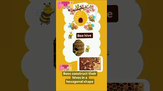 Bee hive 🐝 hexagonal shape 🐝 nature is amazing 🐝 kids educational learning honeybee insects [upl. by Reuven]