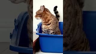 A Guide to Cat Urination Frequency in a Day  How Often Should a Cat Urinate in 24 Hours shorts [upl. by Namrej29]