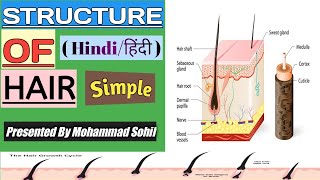 Structure Of Hair  Hair Root Hair Shaft Hair Follicles Dermal Papillae  Layers Of Hair  Hindi [upl. by Yngiram93]