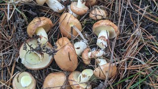 Маслюк звичайний Boletus luteus L  добрий їстивний гриб 1 категорії з дуже липкою шапинкою [upl. by Kelbee]