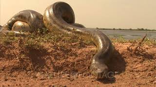 Amazon Crawling Anaconda [upl. by Euridice558]