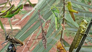 hunting insects praying mantises beetles spiders caterpillars grasshoppers dragonflies [upl. by Arihs912]