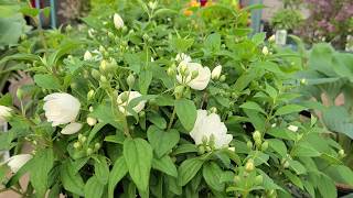 Philadelphus Snowbelle Mockorange  BEAUTIFUL Hardy Easy⭐ to Grow white flowering shrub [upl. by Olim]