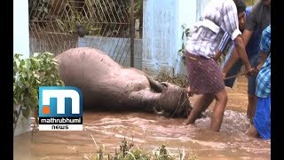 Thrissur Floods Claim Lives Of Hundreds Of Animals  Mathrubhumi News [upl. by Hutchinson]