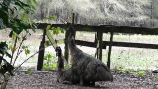 emus mating [upl. by Innig]