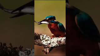 The Real KINGFISHER [upl. by Hcurob]