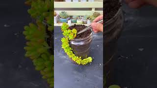 Succulent DIY ideas  多肉植物 다육이들  Suculentas Shorts [upl. by Neerhtak]