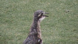 The sound of Bush Stonecurlew bird call [upl. by Constantino]