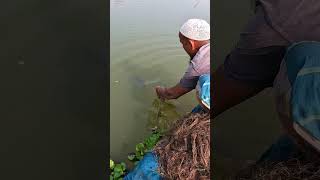 mazing Traditional Fishing Technique From River Fish bigfish netfishing Fishing village fishi [upl. by Elfont]