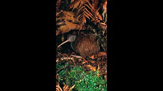 Brown Kiwi Bird Adult Male Territorial Call 🎶 shorts [upl. by Leirza]