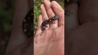 Spotted salamander herping salamanders wildlife herpetology herpetoculture [upl. by Riki]