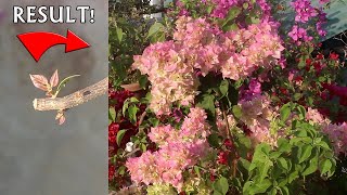 Watch How Why amp When To Prune Bougainvillea Plants [upl. by Ecinue]