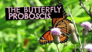 The Butterfly Proboscis [upl. by Tobiah18]