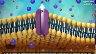 Membrane Transport in Cells Symport Antiport Cotransport Animation [upl. by Koetke608]