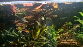 fifth week feeding mysis and brine shrimp [upl. by Merrielle]