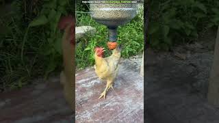 अब मुर्गियों को दाना डालने की जरूरत नहीं 🐔 [upl. by Attennod]