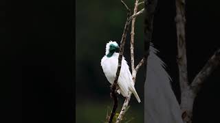 Have you ever seen a barethroated bellbird 😍❤️ [upl. by Carew]